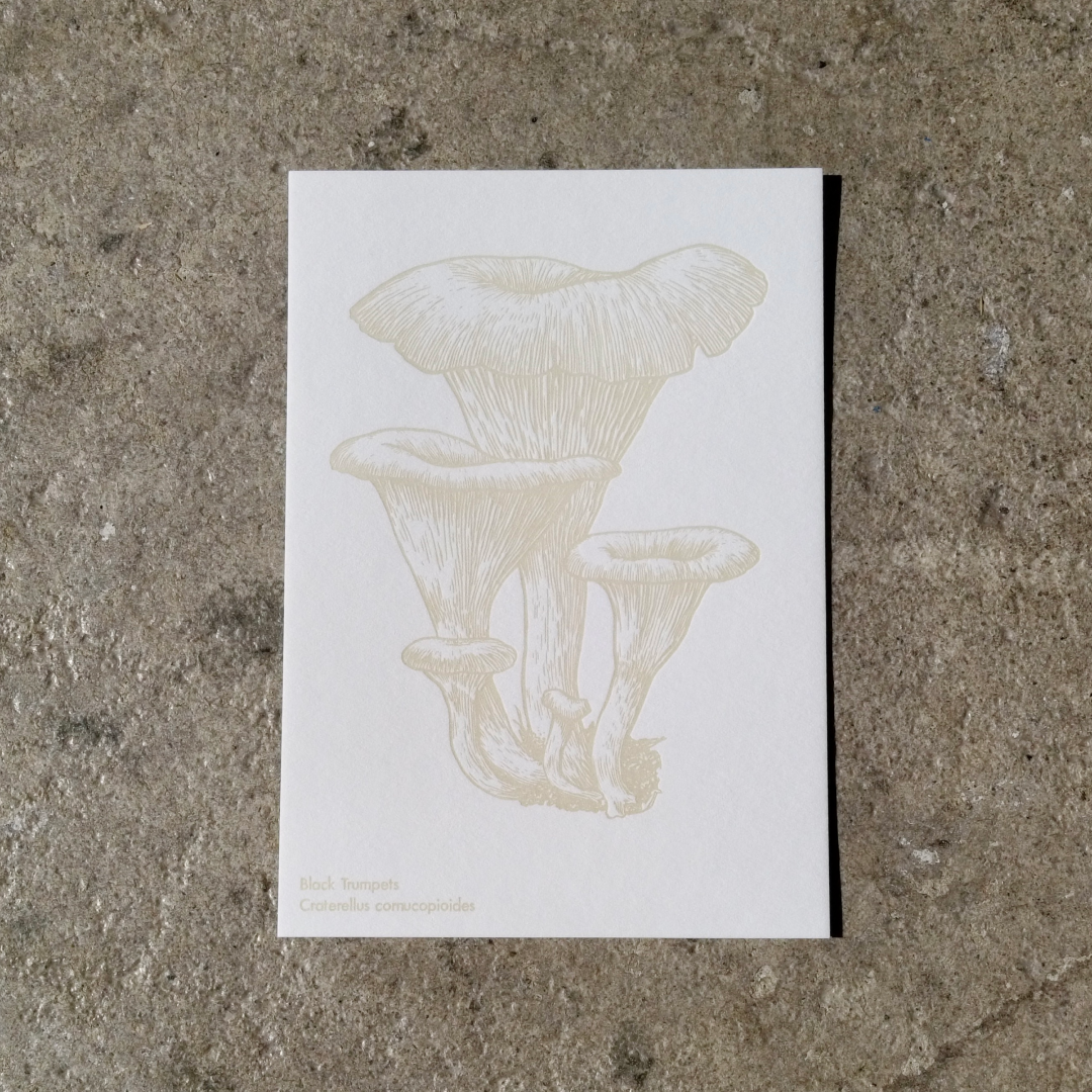 Watercolor Mushroom Postcards