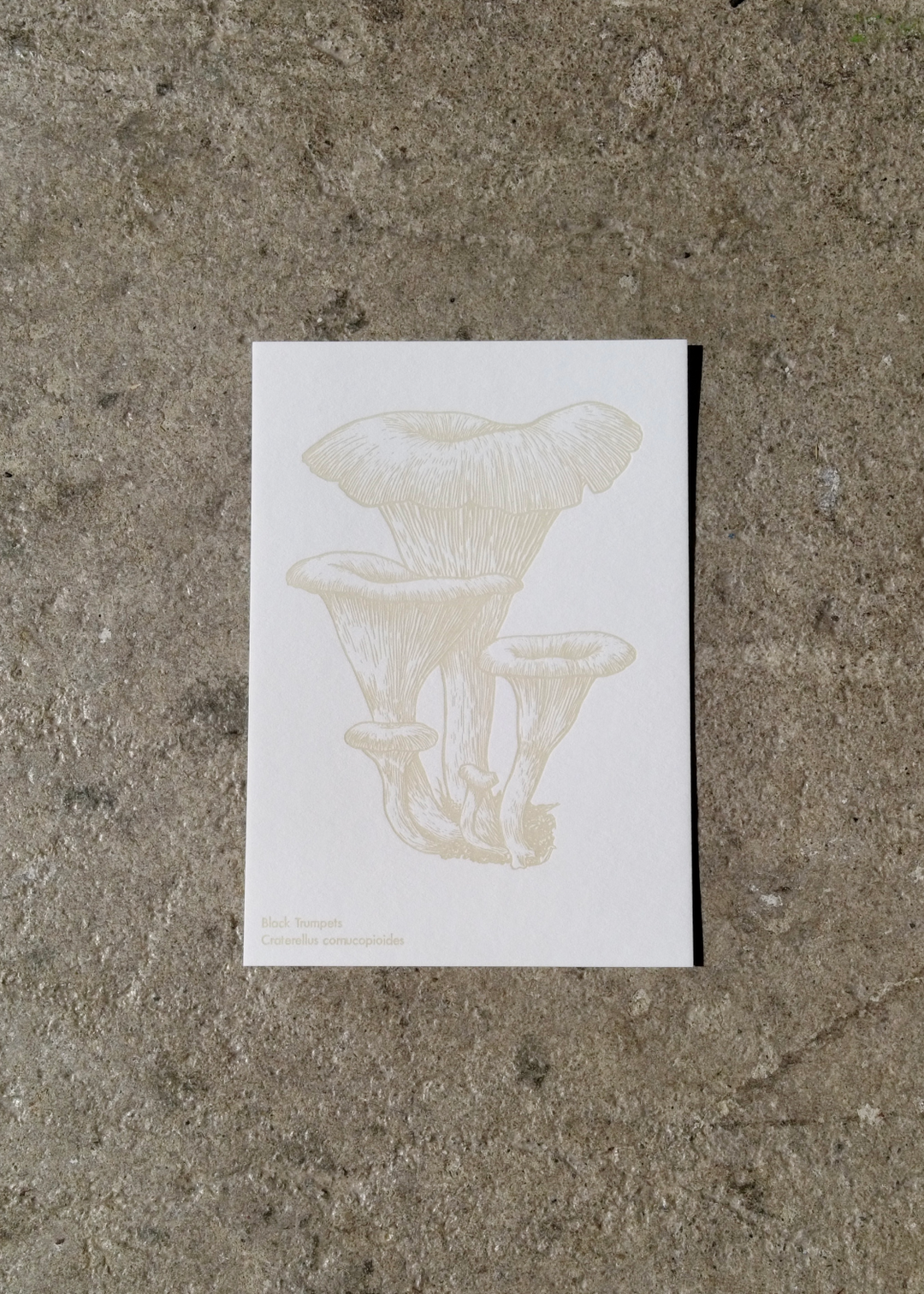 Watercolor Mushroom Postcards