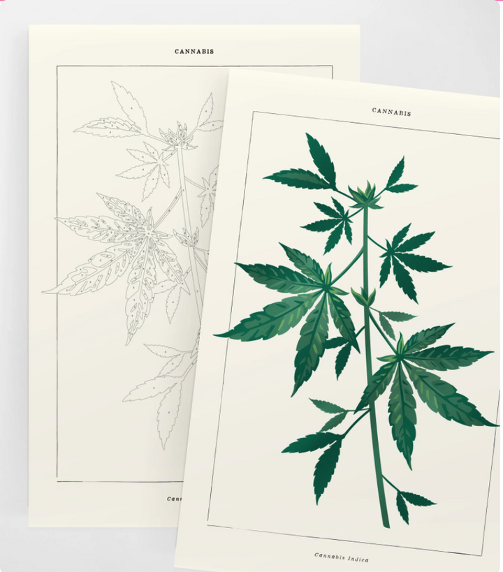 Cannabis Botanical Paint by Numbers