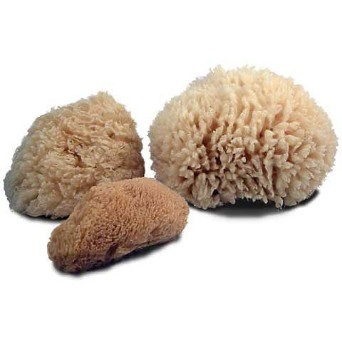 Natural Sea Sponges